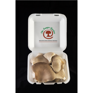 Bandeja de Hongos Ostra Frescos