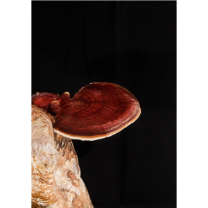 Funda de Hongos Reishi Seco